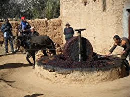 HUILE D'OLIVE DE TAROUDANT au MAROC