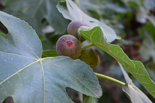 La figue, le fruit d'or de l'automne