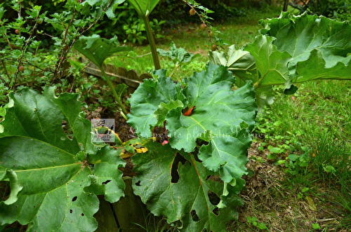 La rhubarbe : jolie plante des jardins au printemps