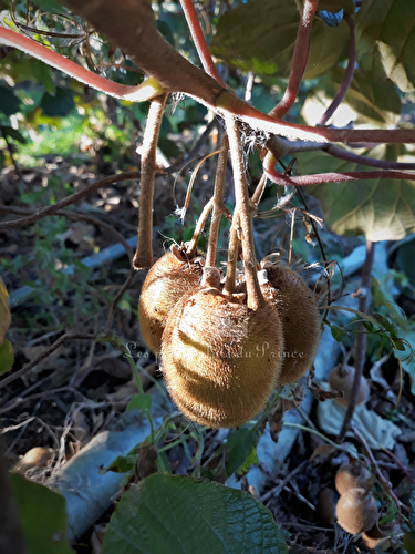 Le Kiwi : carte d'identité, récolte, bienfaits et gourmandise...