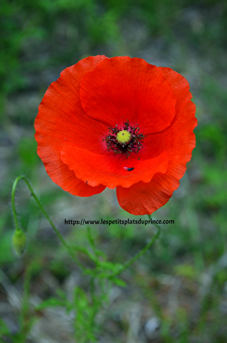 Sirop de coquelicot