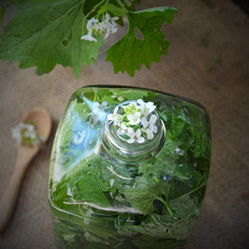 Vinaigre parfumé à l'alliaire, l'herbe à ail