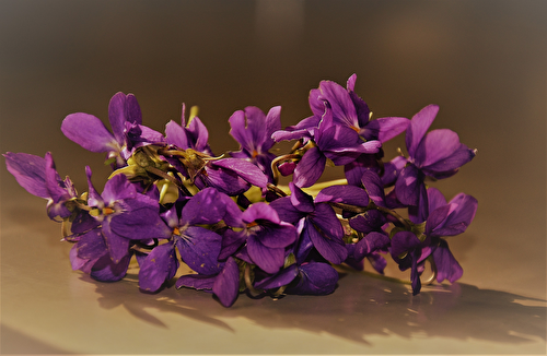 Violettes du jardin cristallisées au deshydrateur
