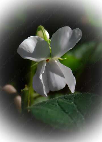 La violette sauvage : viola odorata