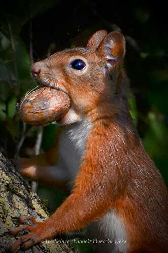 La noix, un fruit qui en a sous la coque