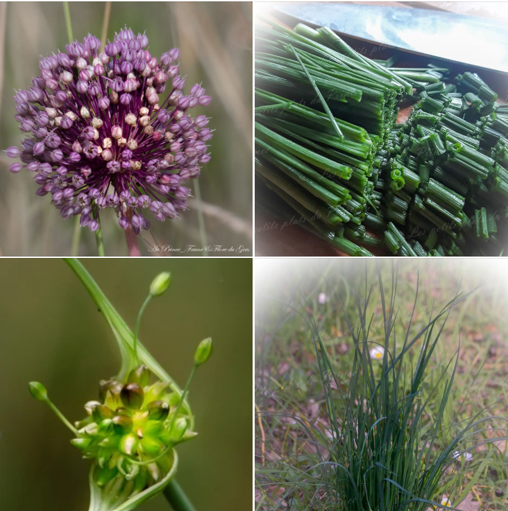 La cuisine des fleurs : l'ail des vignes