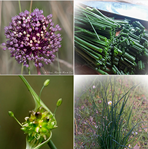 La cuisine des fleurs : l'ail des vignes