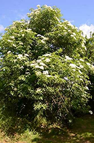 L'arbre des fées : le sureau noir