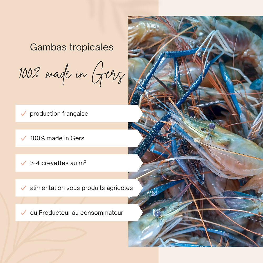 Focus sur ... La gambas 100% made in Gers