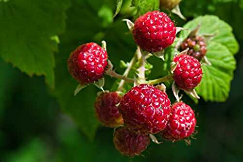 Zoom sur ...  La Framboise : un petit fruit rouge aux grandes qualités