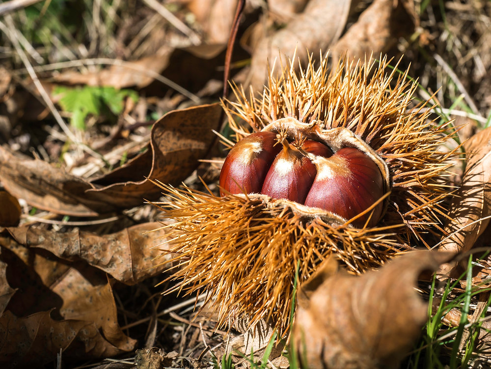  Comment cuire les châtaignes et les éplucher facilement : guide pratique d’automne