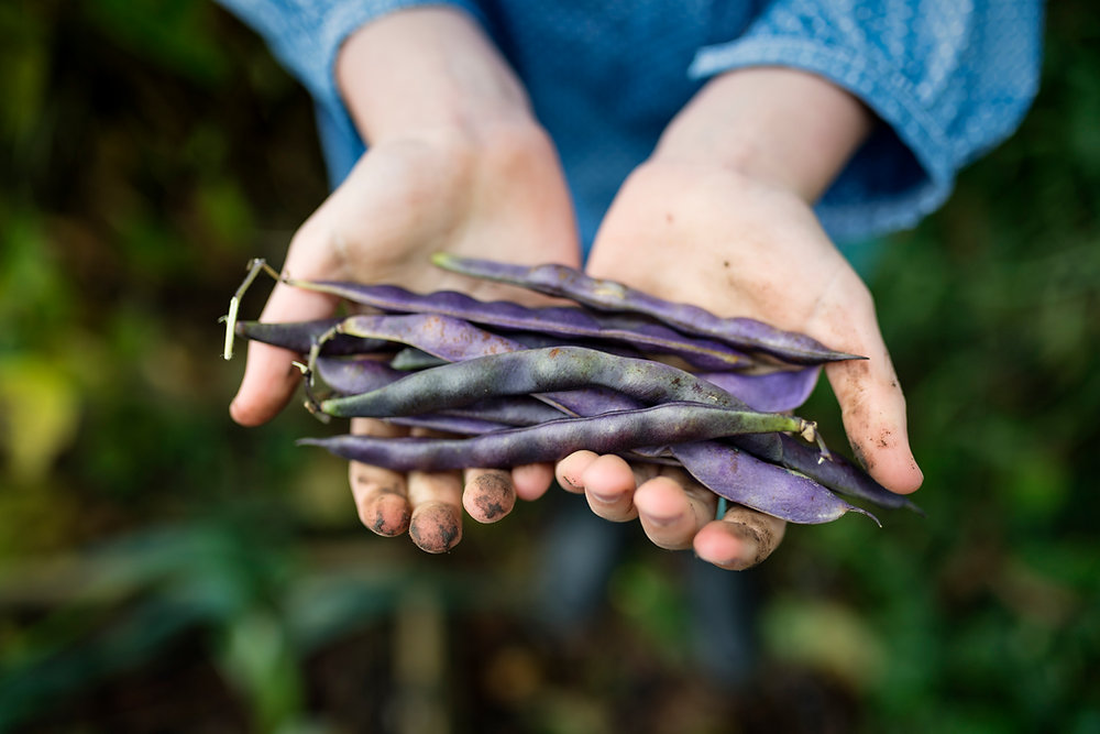 Haricot en grain : frais ou sec, bienfaits, variétés et recettes gourmandes