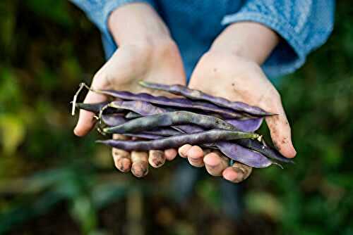 Haricot en grain : frais ou sec, bienfaits, variétés et recettes gourmandes