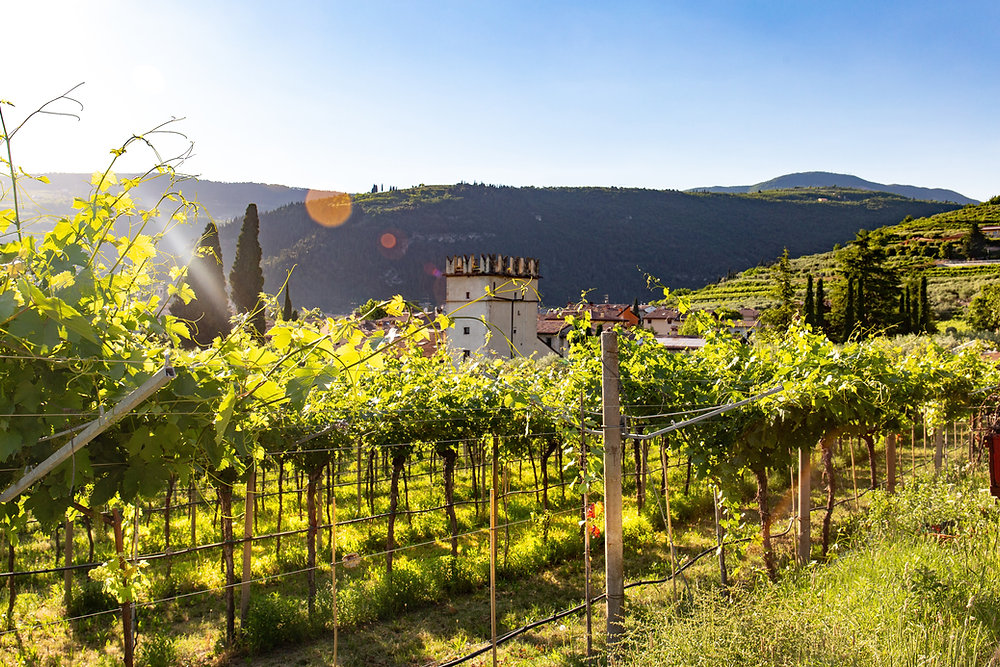 Les vins du Gers & leurs accords gourmands