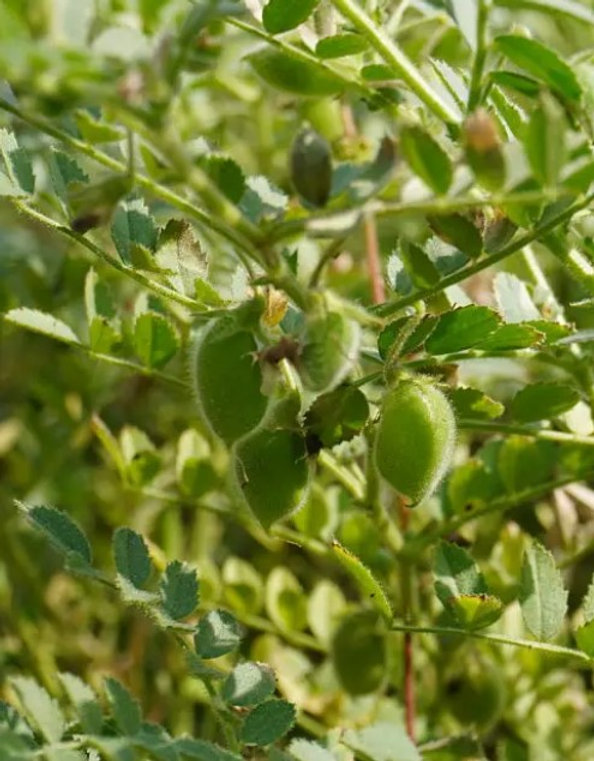 Zoom : Les lentilles du Gers et de la Haute‑Garonne