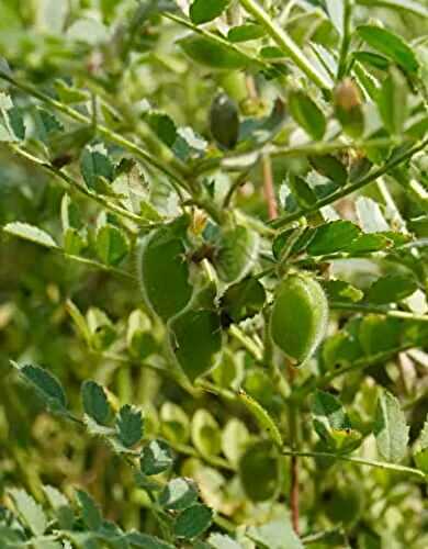  Zoom : Les lentilles du Gers et de la Haute‑Garonne