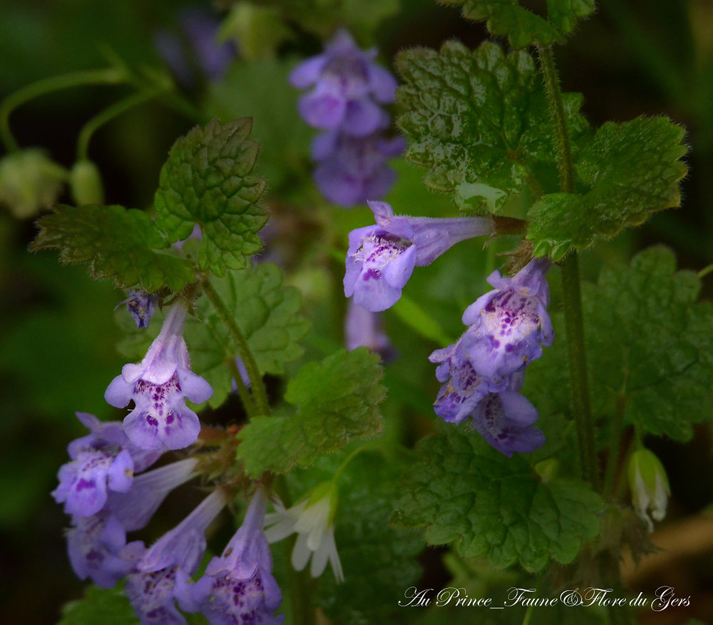  Lierre terrestre (Glechoma hederacea)