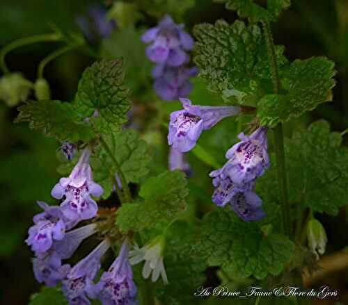  Lierre terrestre (Glechoma hederacea)
