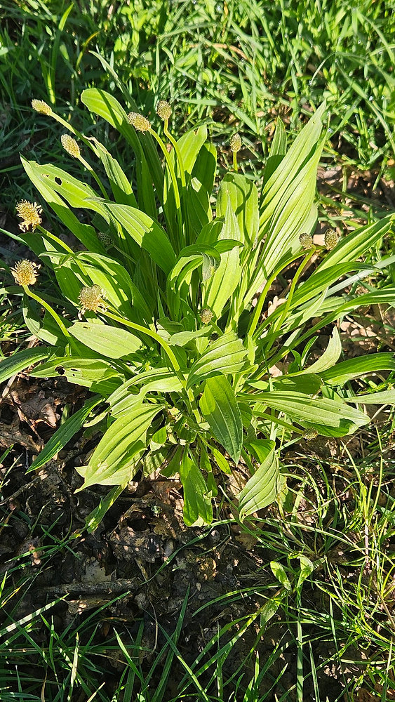  Plantain lancéolé (Plantago lanceolata)