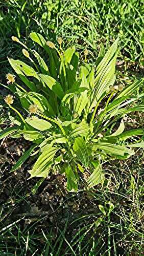  Plantain lancéolé (Plantago lanceolata)