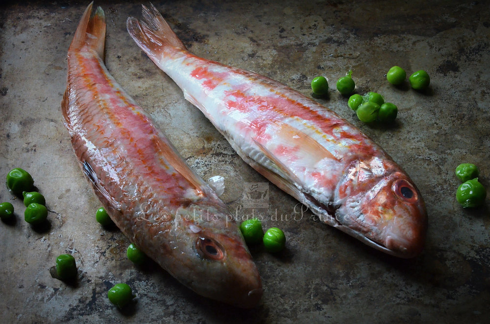 Zoom sur le rouget barbet
