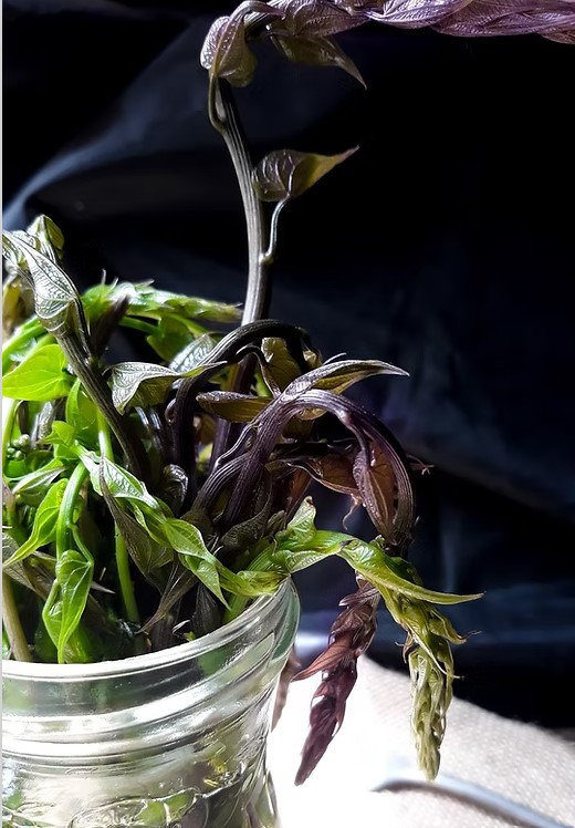  Zoom sur : Les respounchous (tamier commun)