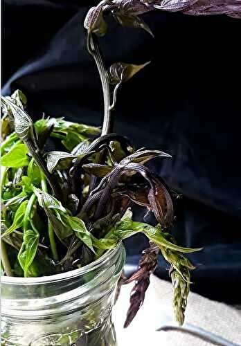  Zoom sur : Les respounchous (tamier commun)