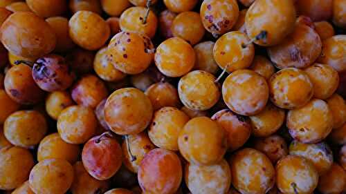  La Mirabelle, l’or du jardin