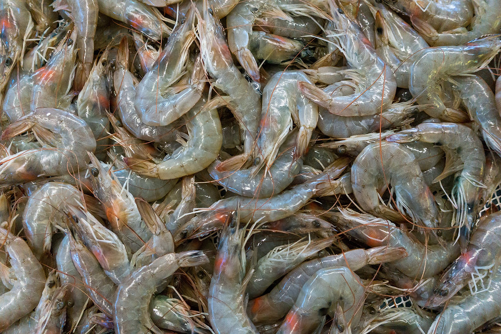  Tout savoir sur les gambas : origine, culture, marinades, cuissons, recettes et terroir du Gers