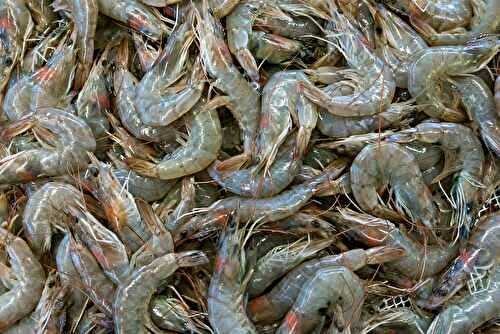  Tout savoir sur les gambas : origine, culture, marinades, cuissons, recettes et terroir du Gers