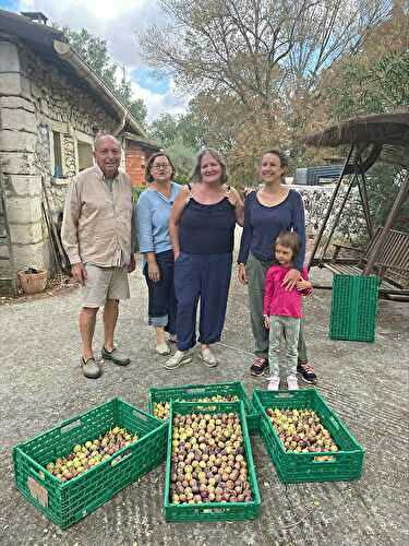 Cueillettes solidaires : quand les figues du jardin deviennent un geste de partage