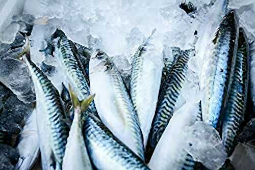 Tout savoir sur le maquereau : un poisson bleu iodé, durable et plein de caractère