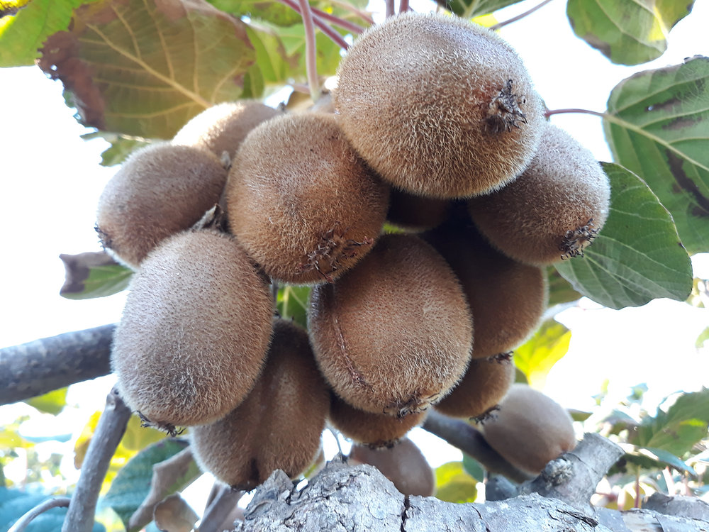Kiwi : récolte, conservation, bienfaits et recettes gourmandes