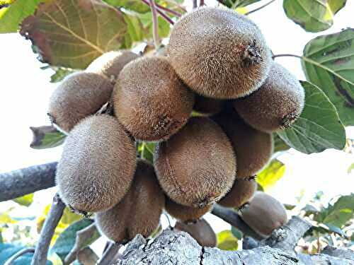 Kiwi : récolte, conservation, bienfaits et recettes gourmandes