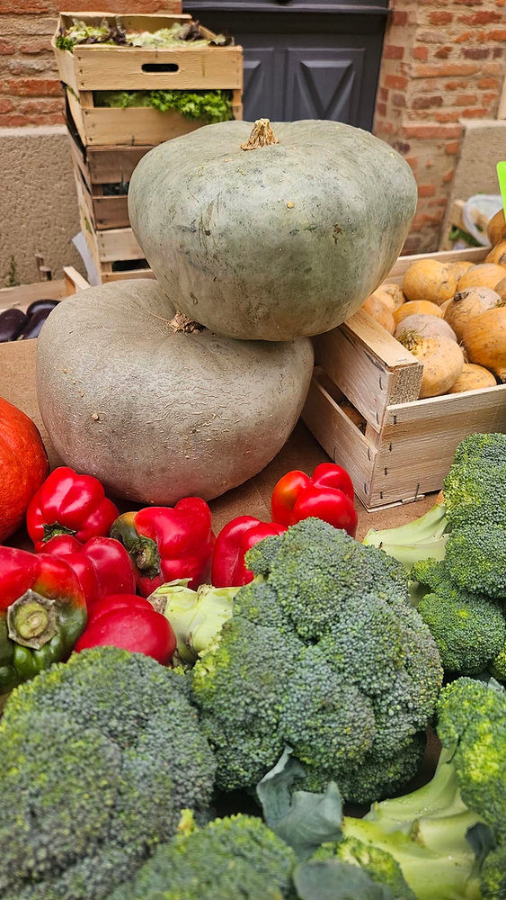 Potiron Bleu de Hongrie : découvrez cette étonnante courge ancienne