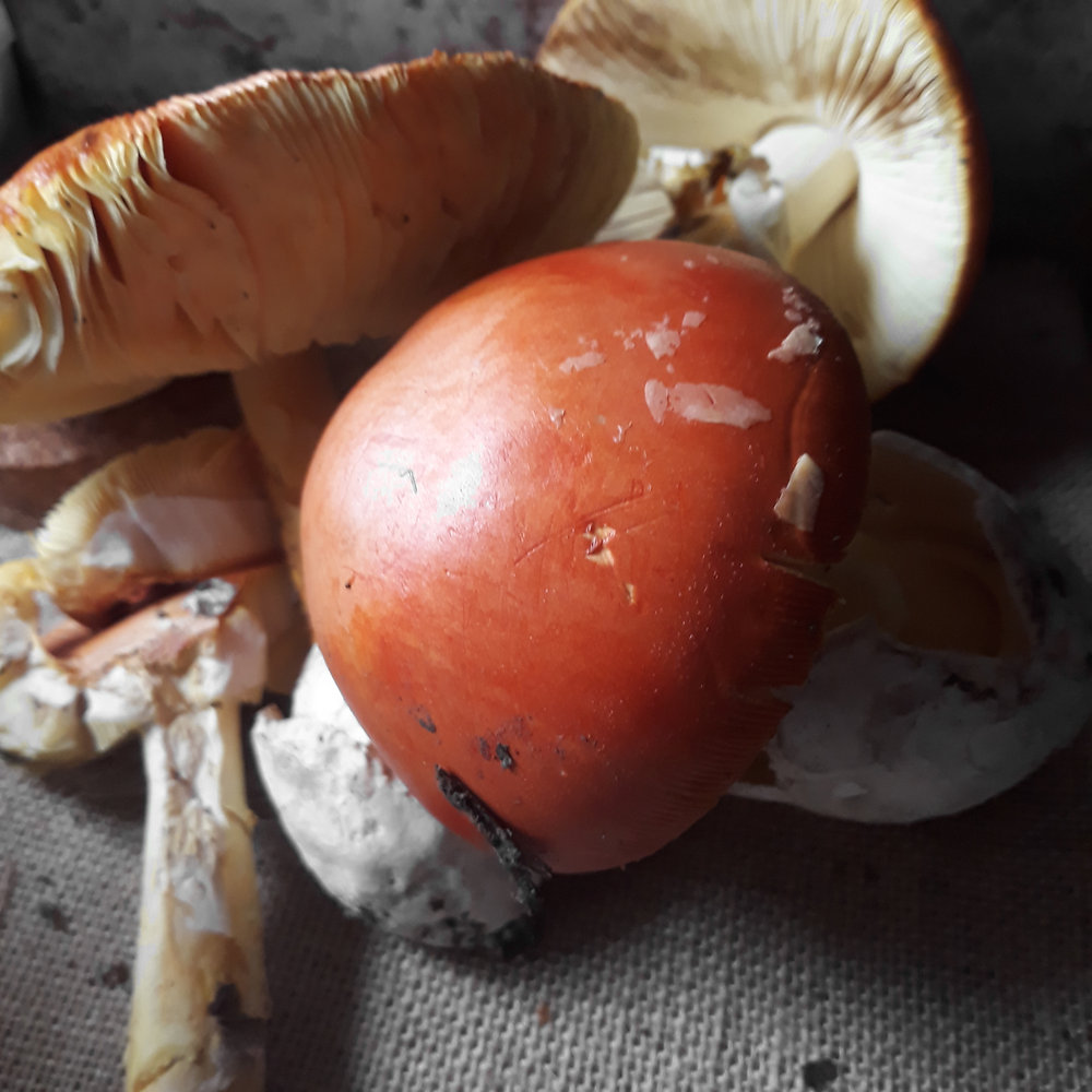  Tout savoir sur l’oronge (Amanite des Césars), le trésor discret des sous‑bois du Sud‑Ouest
