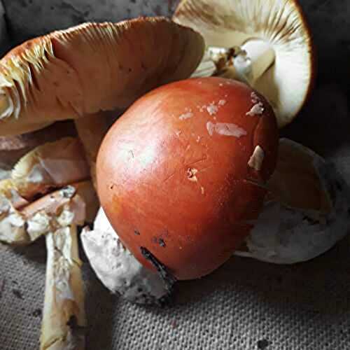  Tout savoir sur l’oronge (Amanite des Césars), le trésor discret des sous‑bois du Sud‑Ouest