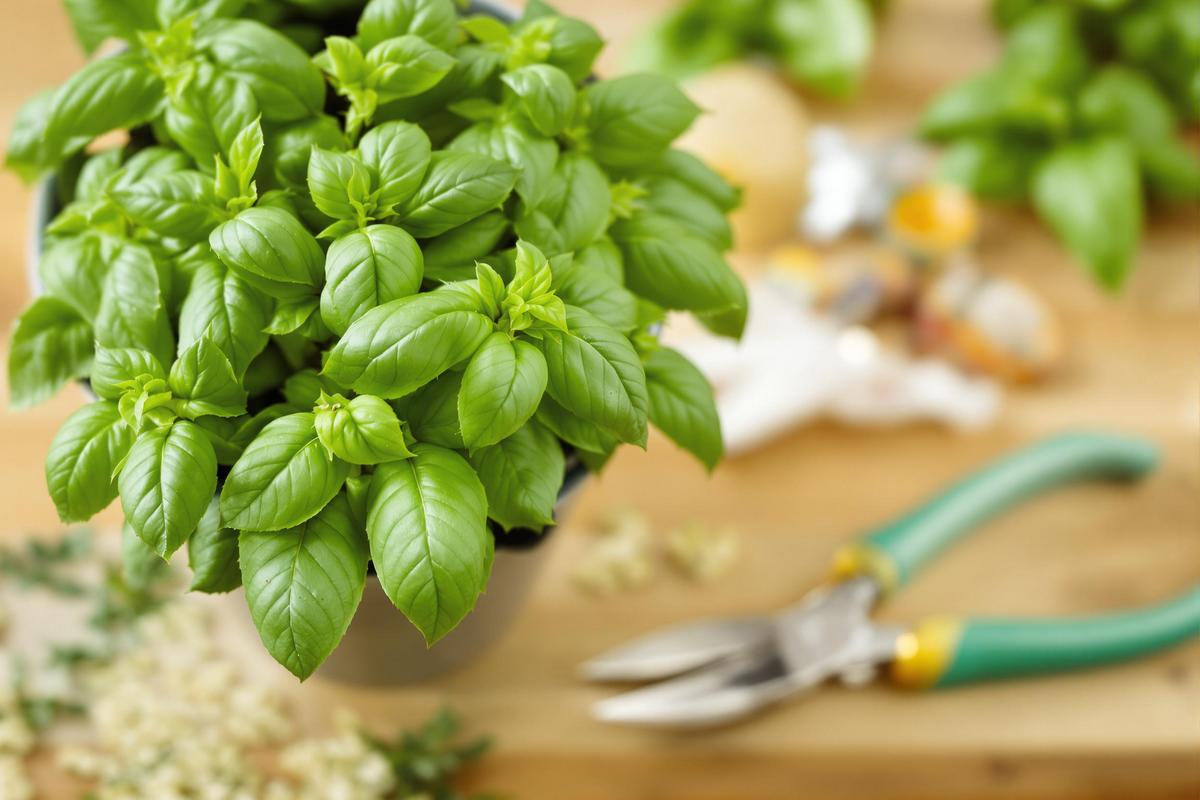 La méthode infaillible pour un basilic en pot resplendissant et toujours en pleine forme