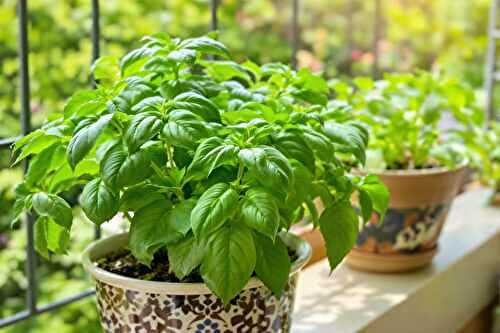 Les secrets pour réussir votre basilic en pot : 3 étapes clés pour une récolte abondante