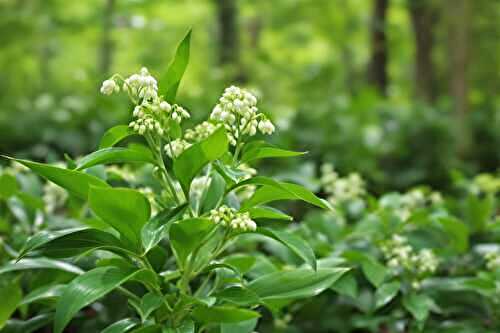 Réinventez vos recettes de printemps avec ce pesto à l’ail des ours incomparable