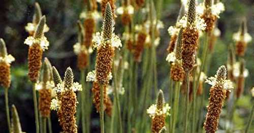 Le psyllium, ancêtre des laxatifs, plante bien-être de nos intestins?