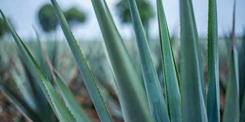 Agave, la plante succulente alternative au sucre