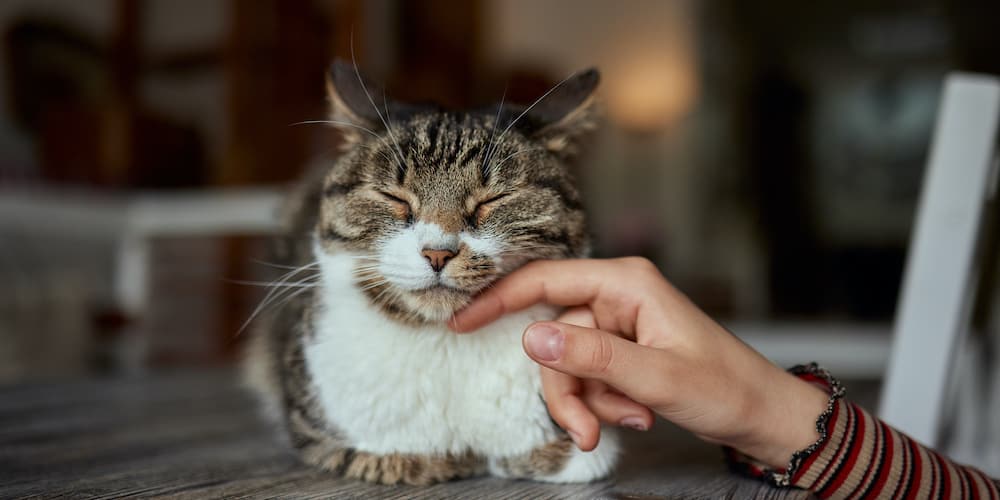 Pourquoi choisir des croquettes pour chat sénior ? Les réponses d’une vétérinaire