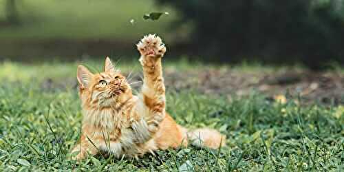 Meilleure litière pour chat : 5 bonnes raisons d’adopter la litière végétale