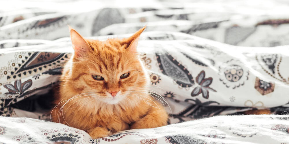4 bonnes raisons de donner de l’huile de saumon à votre chat, selon une vétérinaire