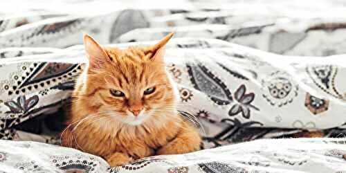 4 bonnes raisons de donner de l’huile de saumon à votre chat, selon une vétérinaire