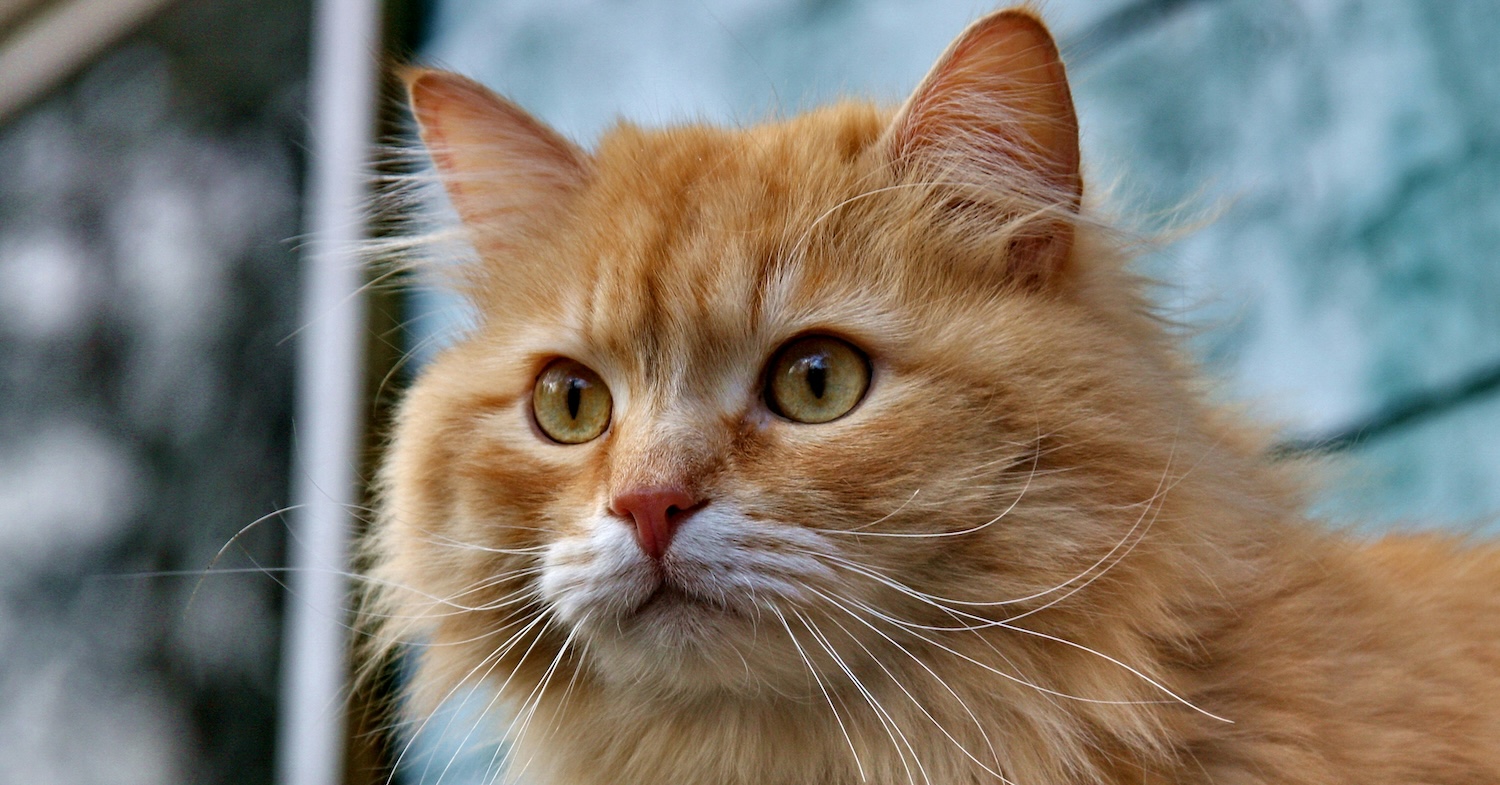 5 conseils pour décrypter la composition des croquettes pour chat