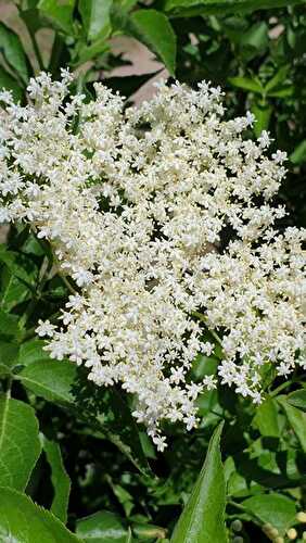 3 recettes avec des fleurs de sureau