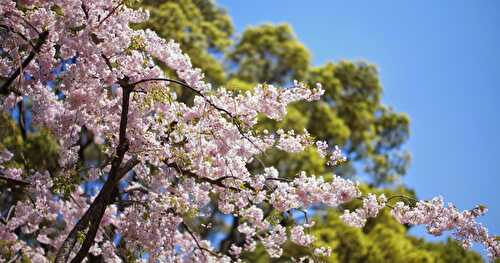 Cerisiers en fleurs au Japon - Ohanami, c'est fini!