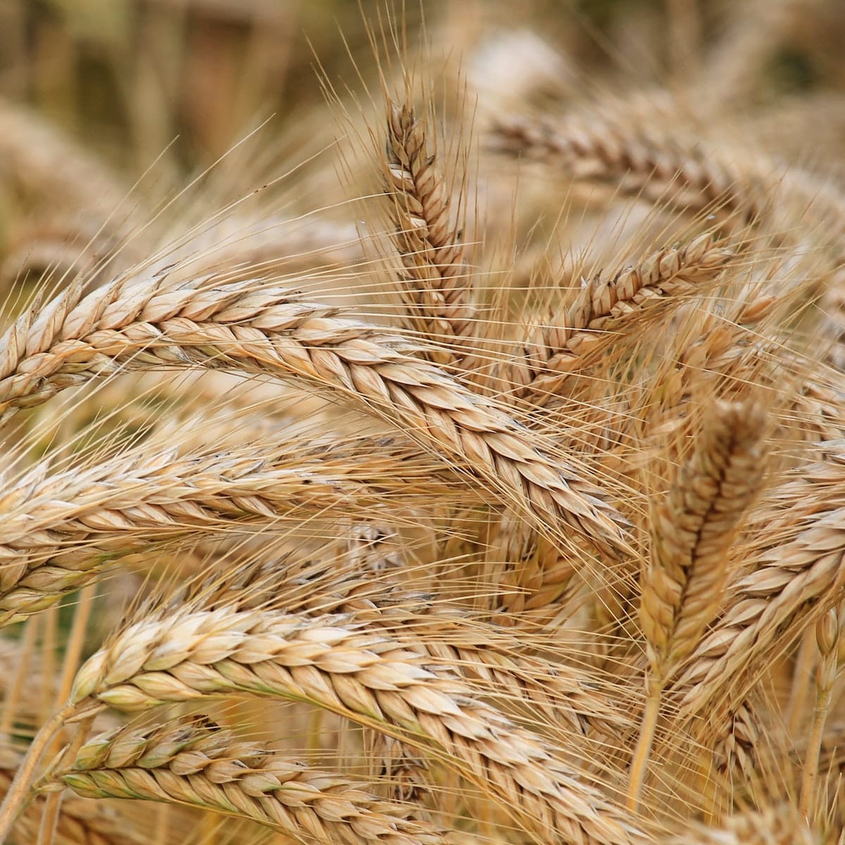 Farine T55 : l'alliée de choix des pâtisseries légères et aériennes